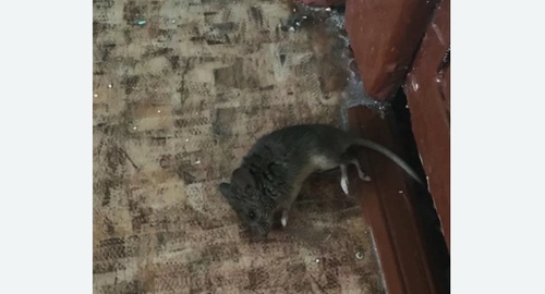 Дезинфекция от мышей в Биробиджане